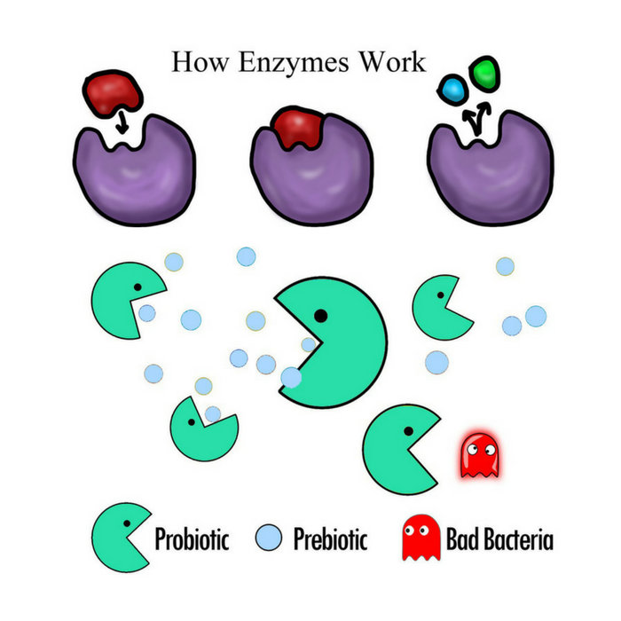 What is the difference between probiotics and digestive enzymes?