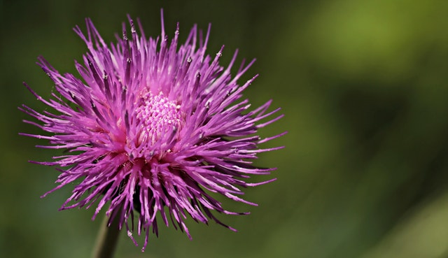 Benefits of Milk Thistle